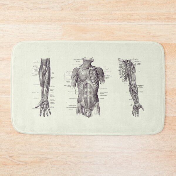 Item preview, Male Upper Body Muscular System - Multi-View - Vintage Anatomy 2 designed and sold by VAposters.
