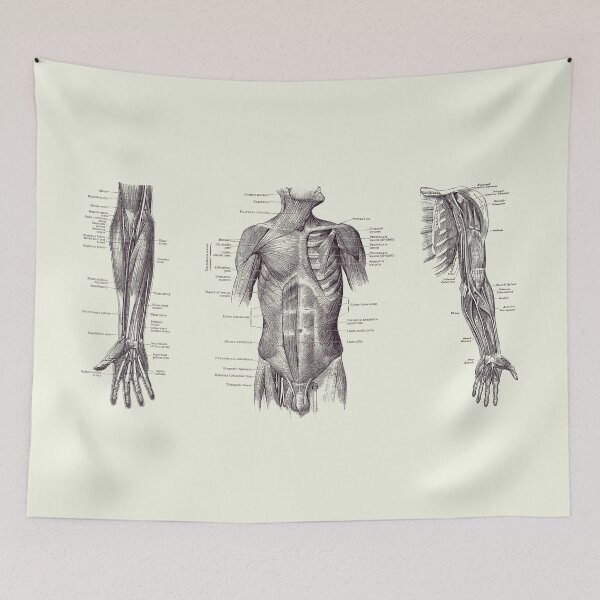 Item preview, Male Upper Body Muscular System - Multi-View - Vintage Anatomy 2 designed and sold by VAposters.