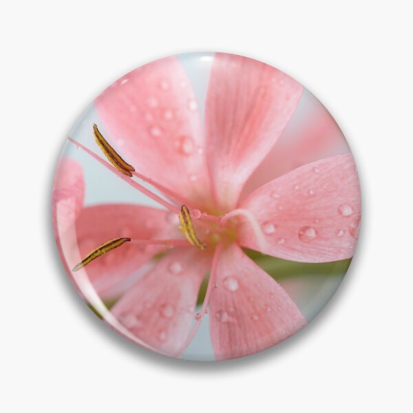 Item preview, Hesperantha coccinea  'Fenland Daybreak'  Crimson flag lily  Syn.  Schizostylis coccinea  'Fenland Daybreak'  designed and sold by Chris Burrows.