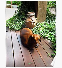 Tired sausage dog Poster