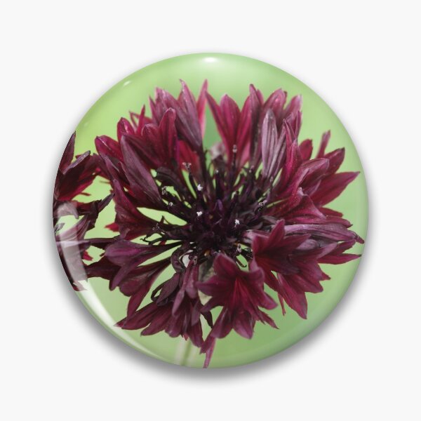 Item preview, Centaurea cyanus  'Black Ball'  Cornflower   designed and sold by Chris Burrows.