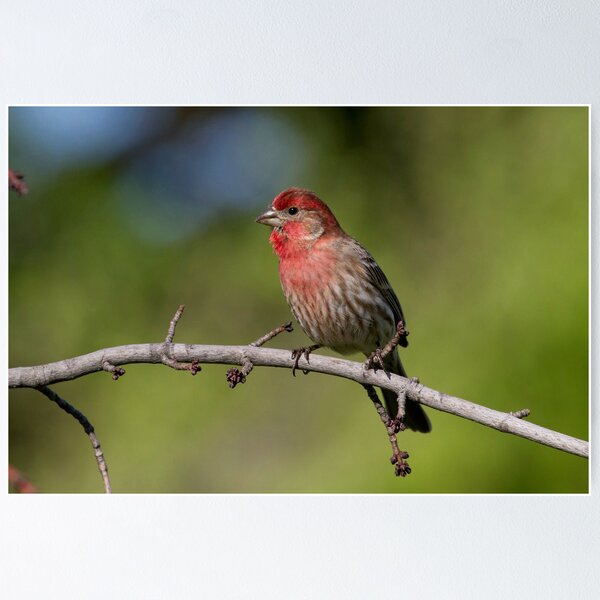 Item preview, Male House Finch designed and sold by John Absher.