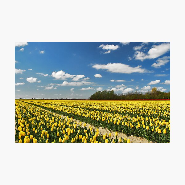 Spring on Flakkee 4 Photographic Print