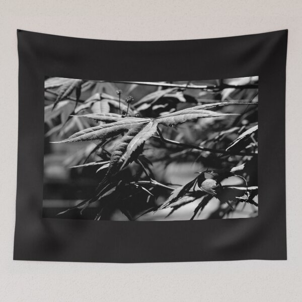 Item preview, Japanese maple leaves 3 designed and sold by chrispricephoto.