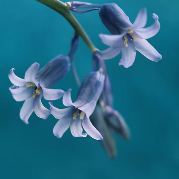 Artwork thumbnail, Blue Rhapsody by Donna-R