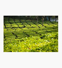 Munnar Tea Plantation Photographic Print