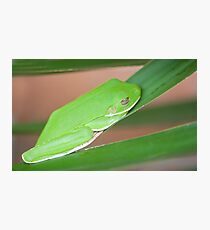 Hangin Out, green tree frog Fotodruck