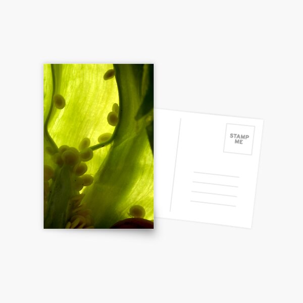 GreenBubbles Postcard