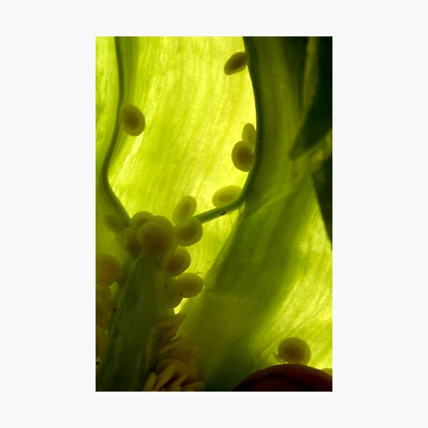 GreenBubbles Photographic Print
