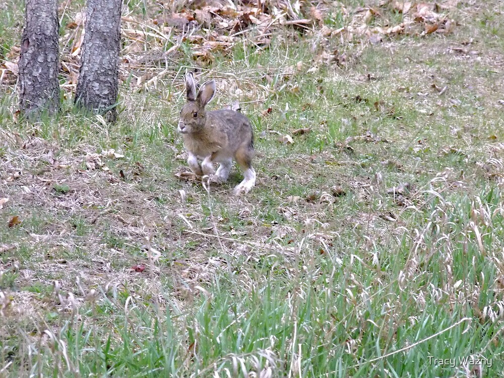 ""Here comes Peter Cottontail, hopping down the bunny trail..."" by
