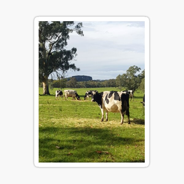 Holstein Friesians - Dairy Cows - photography by Avril Thomas Sticker