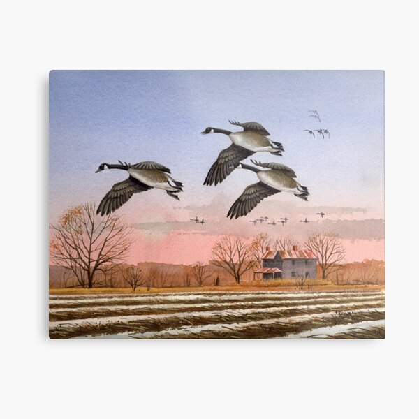 Chow Time For Canadas Metal Print
