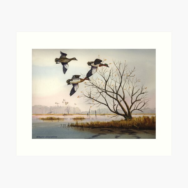 Greenwings Over The Marais des Cygnes Art Print