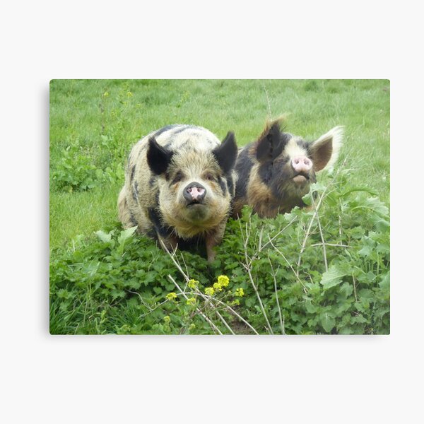 Rare Breed Metal Print