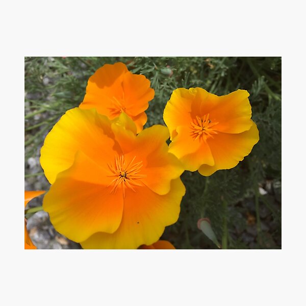 California Poppies Photographic Print
