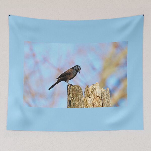 Item preview, Grackle Contemplation designed and sold by Deb Oppermann.