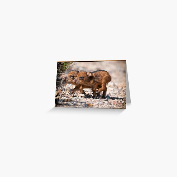 PIGS ON THE HOOF Greeting Card