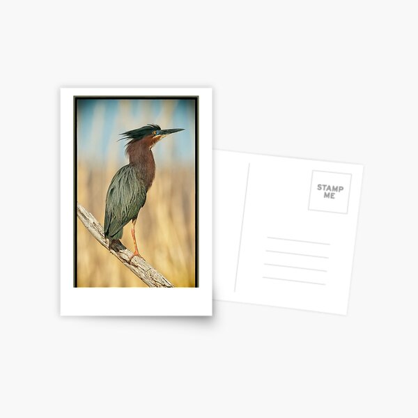 GREEN HERON Postcard