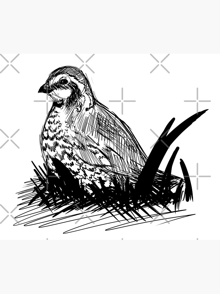 “Bobwhite Quail” Sticker for Sale by QuietFluffyFur | Redbubble