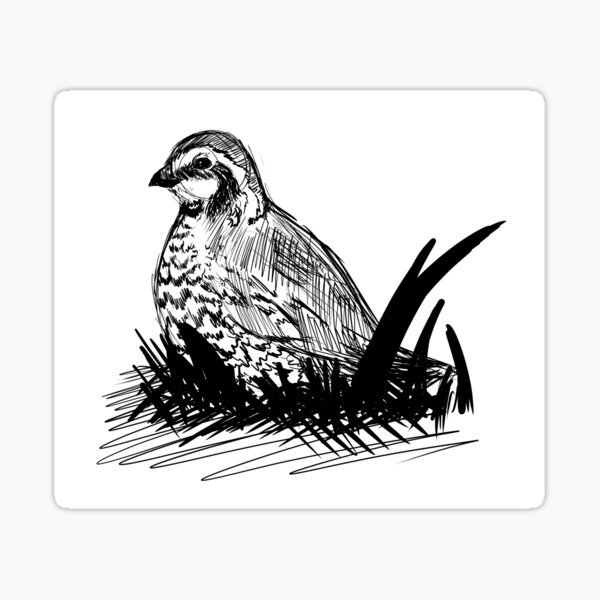 "Bobwhite Quail" Sticker for Sale by QuietFluffyFur | Redbubble