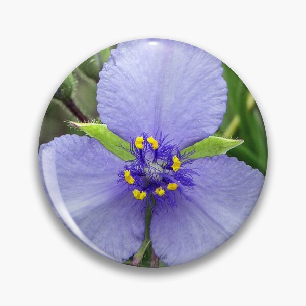 Artikelvorschau, Spiderwort (Tradescantia) entworfen und verkauft von circa24.
