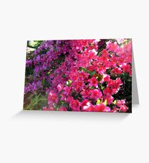 Azaleas In the Bright Sunlight Greeting Card