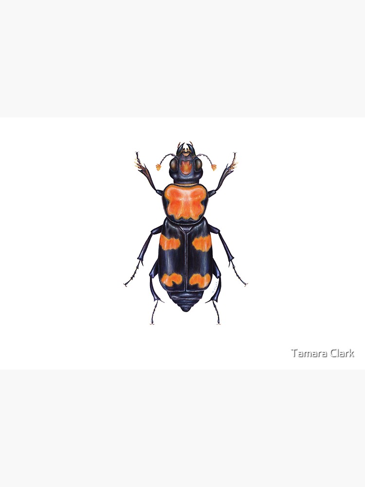 American Burying Beetle by edenart