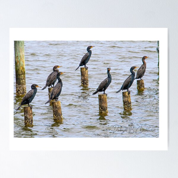 Item preview, Sea birds 1 designed and sold by Just My Nature Photography.