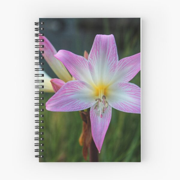 Item preview, Pink Daylily designed and sold by John Maciel.