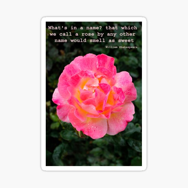 A rose in full bloom Sticker