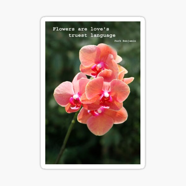 Orchid in close up Sticker
