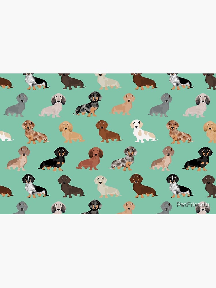Dachshund dog breed pattern dapple merle black and tan coat colors by PetFriendly