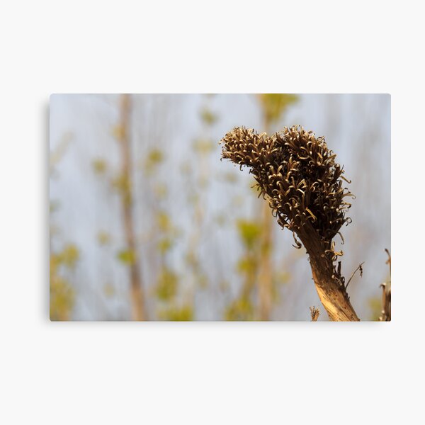 Old & New Canvas Print