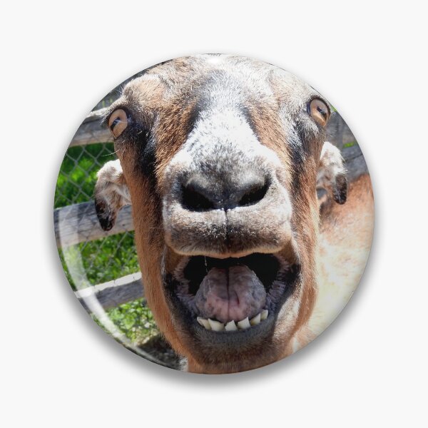 Item preview, smiling goat, yelling goat, funny goat designed and sold by Stephanie  Skeem.