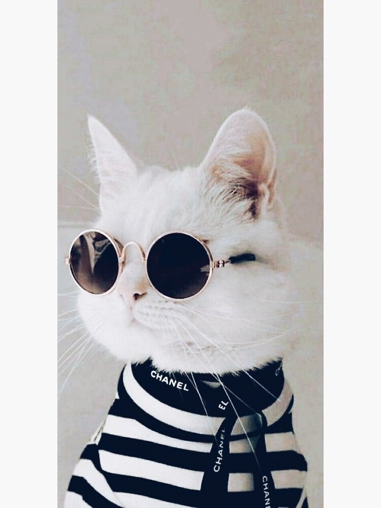 Cat in sunglasses  Poster for Sale by Glossier Paris