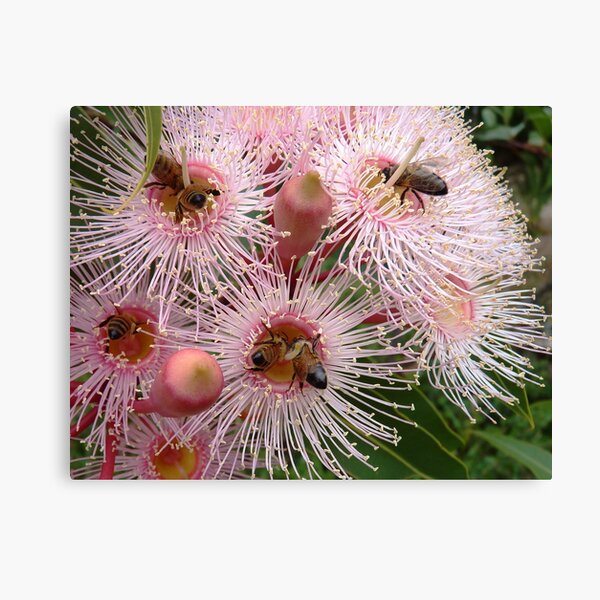 The pink gum is blooming - and the bees are busy! Canvas Print