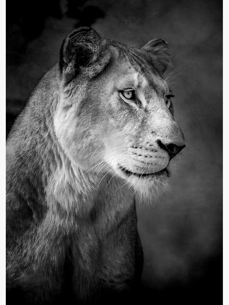 Lioness by Durberville