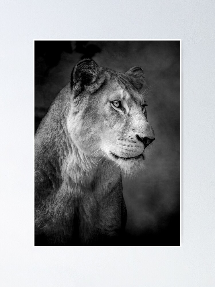 Alternate view of Lioness Poster