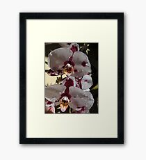 Orchids III - Orquídeas Framed Print