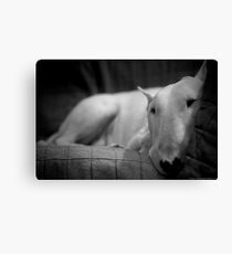 white english bull terrier Canvas Print