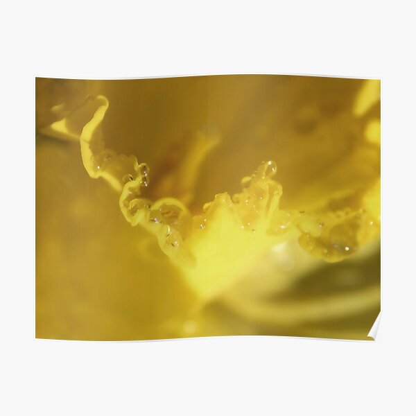 ~Daffie Dewdrops~ Poster
