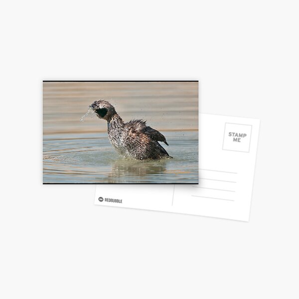Resurfacing duckling Postcard