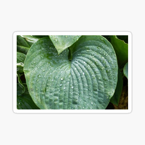 Water drops on a leaf Sticker