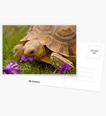 Spring Feast Postcards
