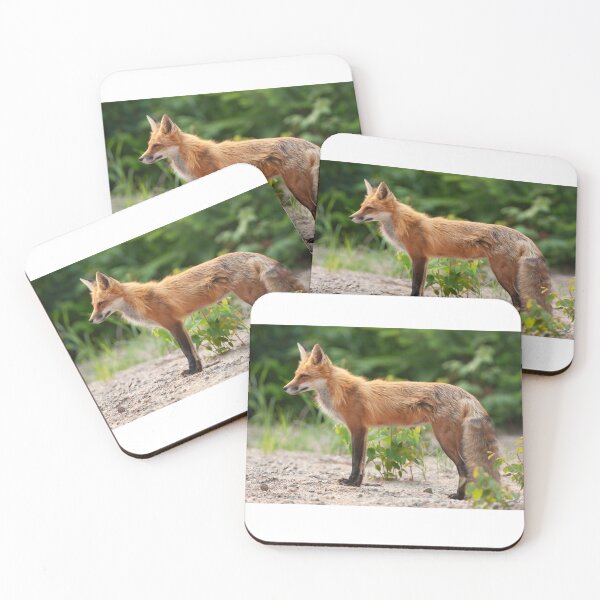 Item preview,  A Red fox in Algonquin Park in Canada designed and sold by James Cumming.