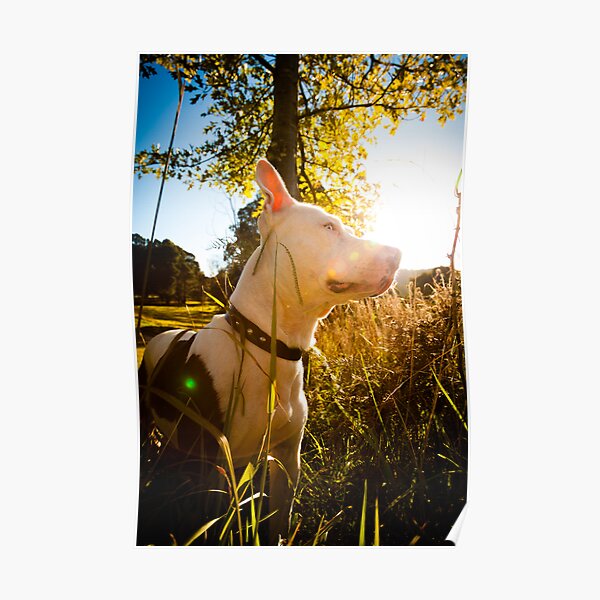 Saffy in the Sun Poster