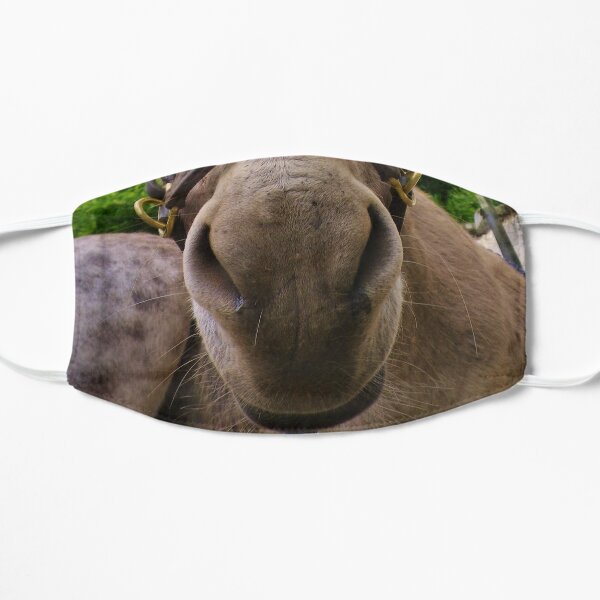 DONKEY - MAKE AN ASS OF YOURSELF Mask