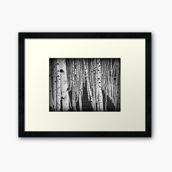 Silver Birch Trees Framed Art Print