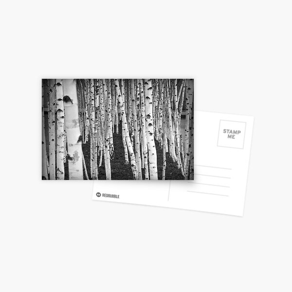 Silver Birch Trees Postcard