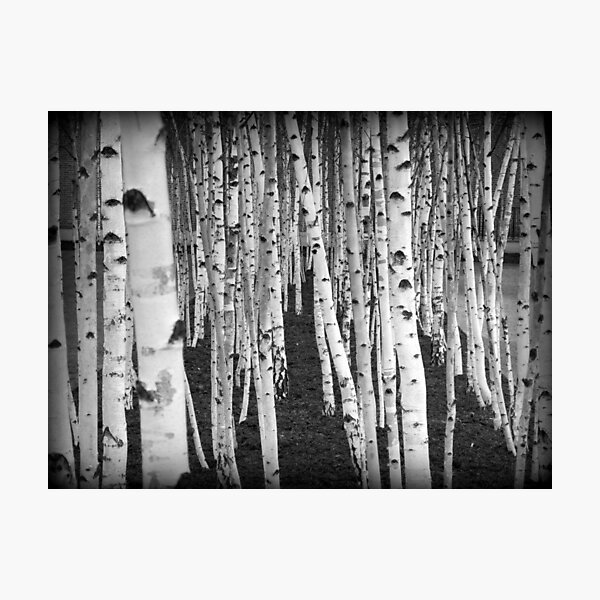 Birch Tree Gifts Merchandise Redbubble